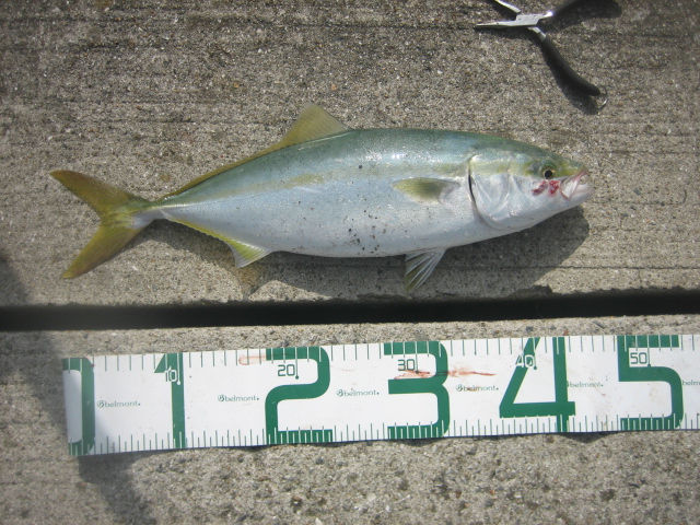 近所で釣れました　ハマチ