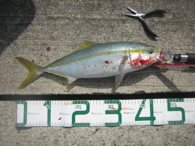 近所で釣れました　ハマチ