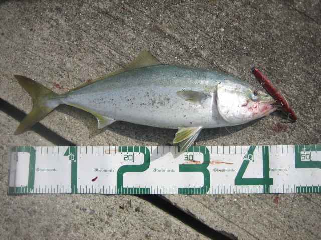 近所で釣れました　ハマチ