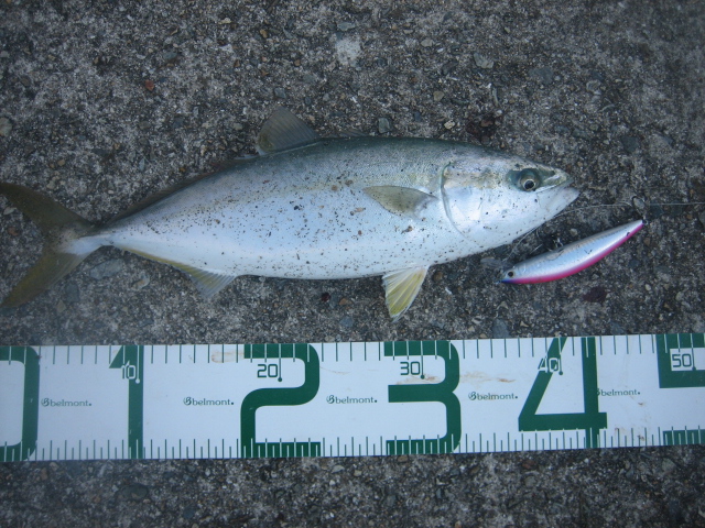 近所で釣れました　ハマチ