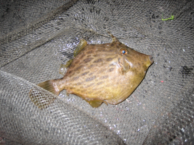 高松　カワハギ　網