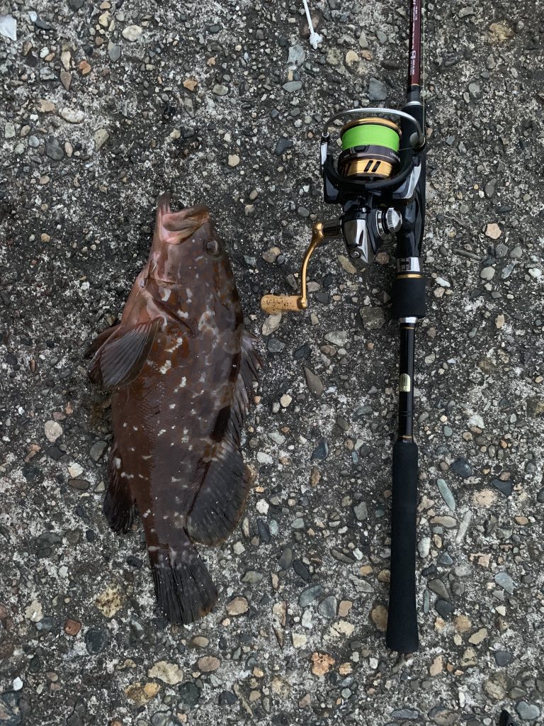 高松　アコウ　2019　ショアテンヤ