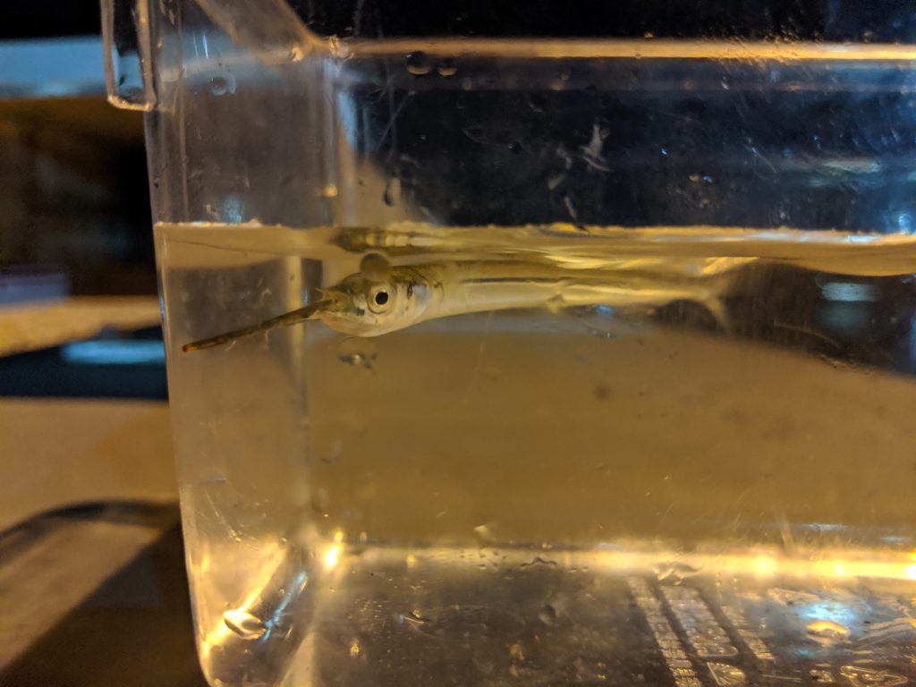 高松 明暗 サヨリ 稚魚