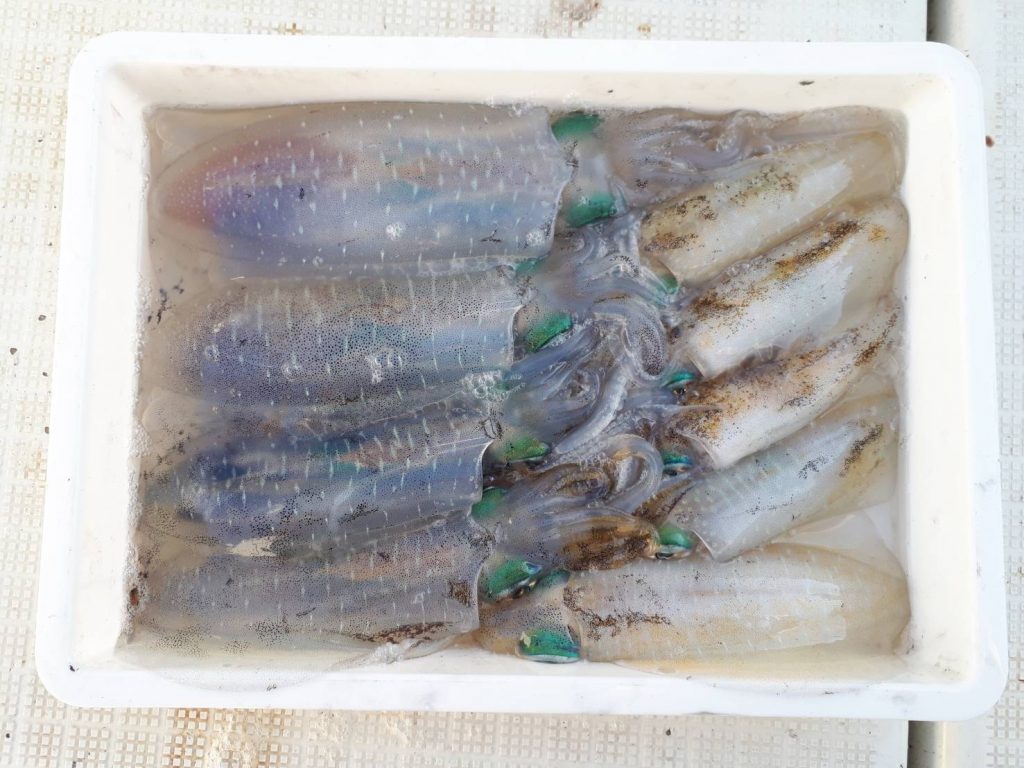 高松 ティップラン アオリイカ