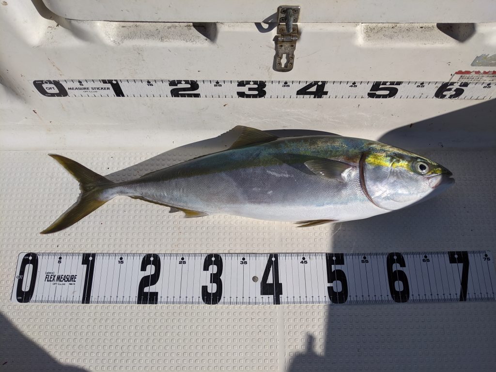 高松 青物 ノマセ 泳がせ