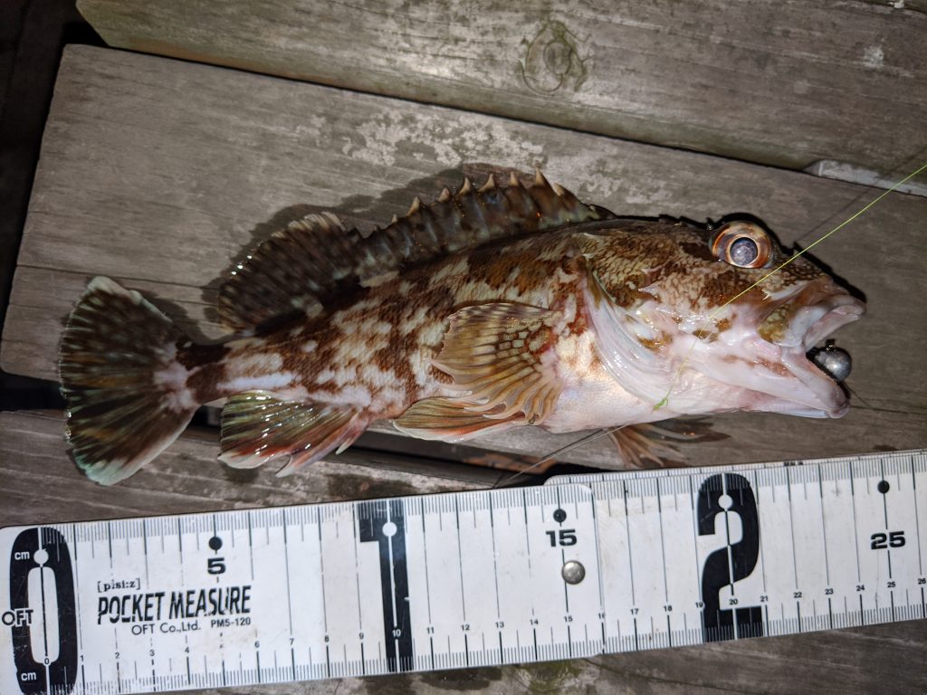 高松　ガシラ　ロックフィッシュ　根魚