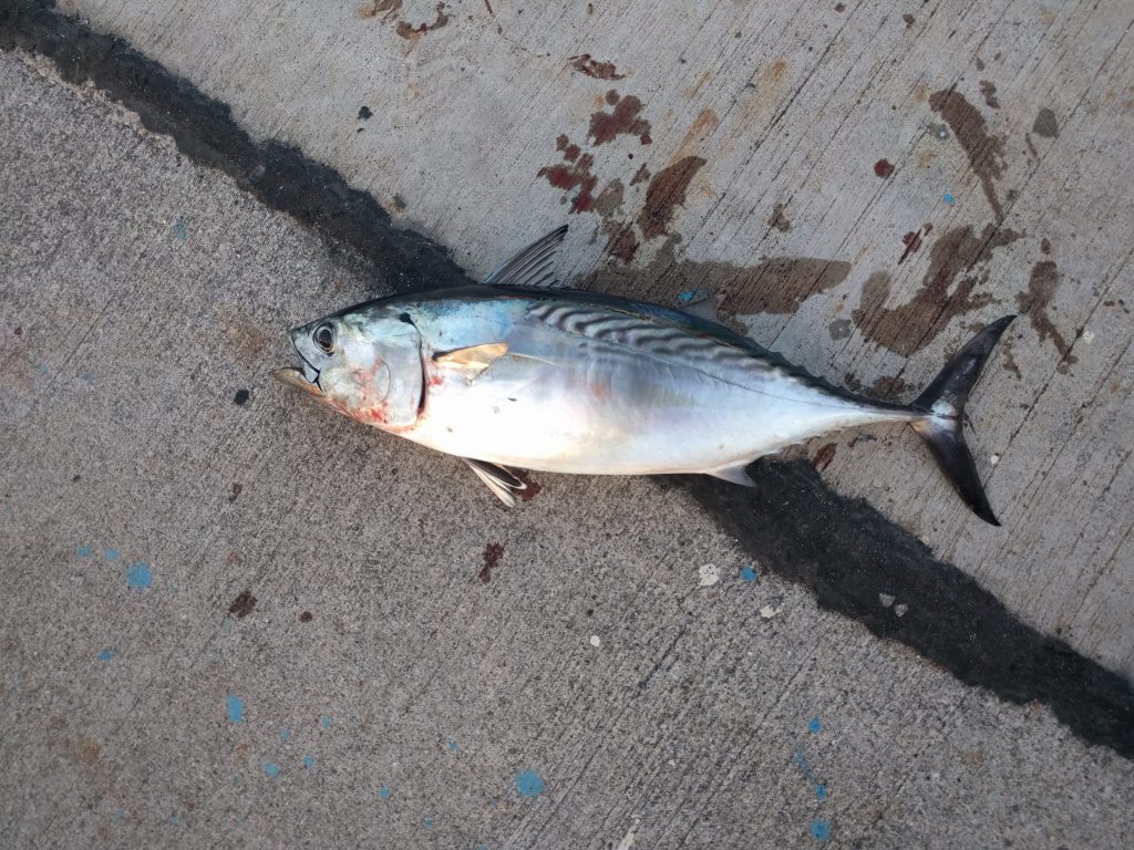 沖縄 遠征 釣り スマガツオ