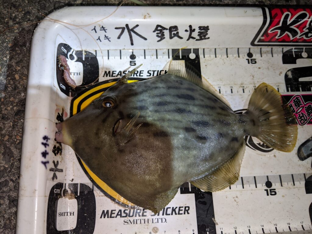 高松 G地区　カワハギ