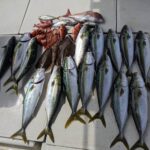 鳴門　落とし込み　かからせ釣り　