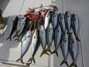 鳴門　落とし込み　かからせ釣り　