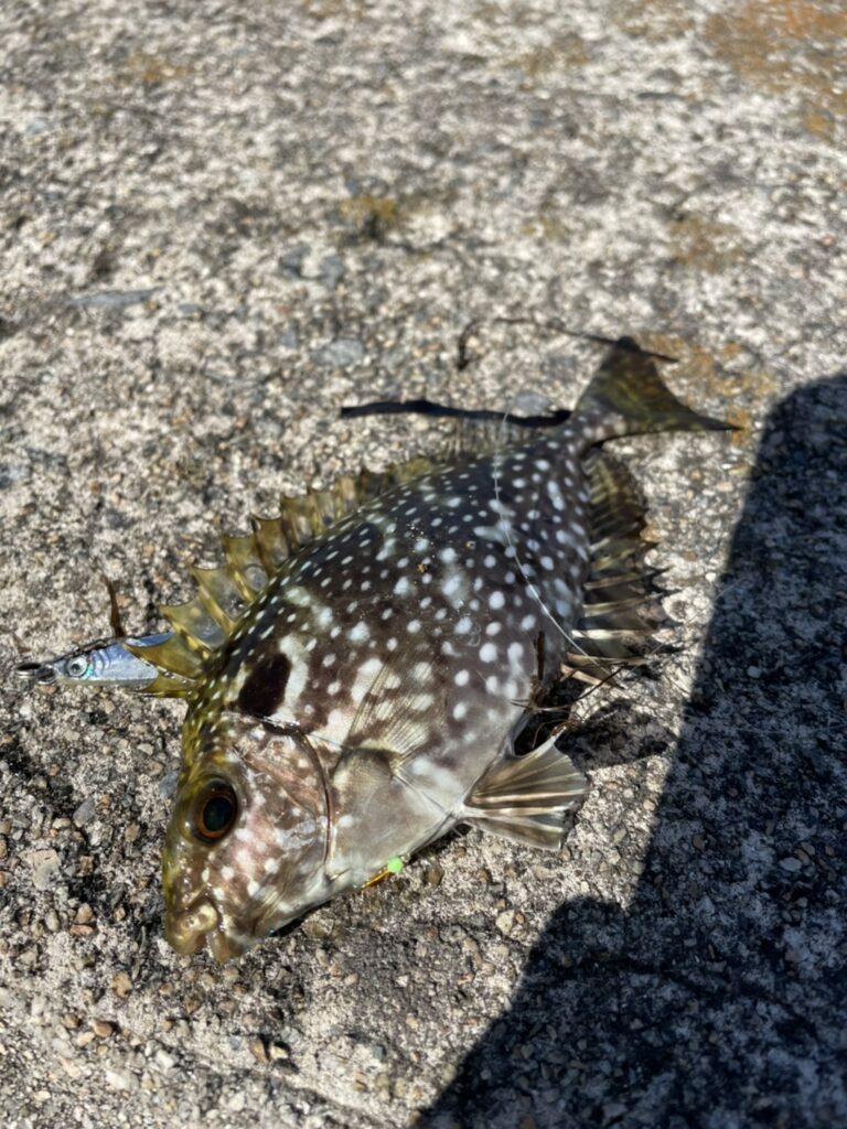 高松 アイゴ　バリ