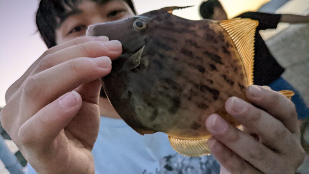 高松 G地区 カワハギ釣り 2022年10月