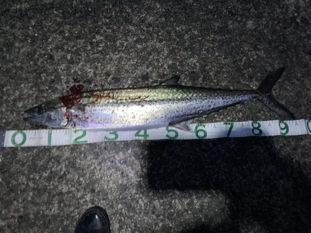 高松 G地区 サワラ 95cm　2024年5月12日