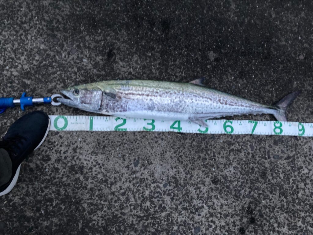 高松　G地区　サワラ 釣果 5月25日