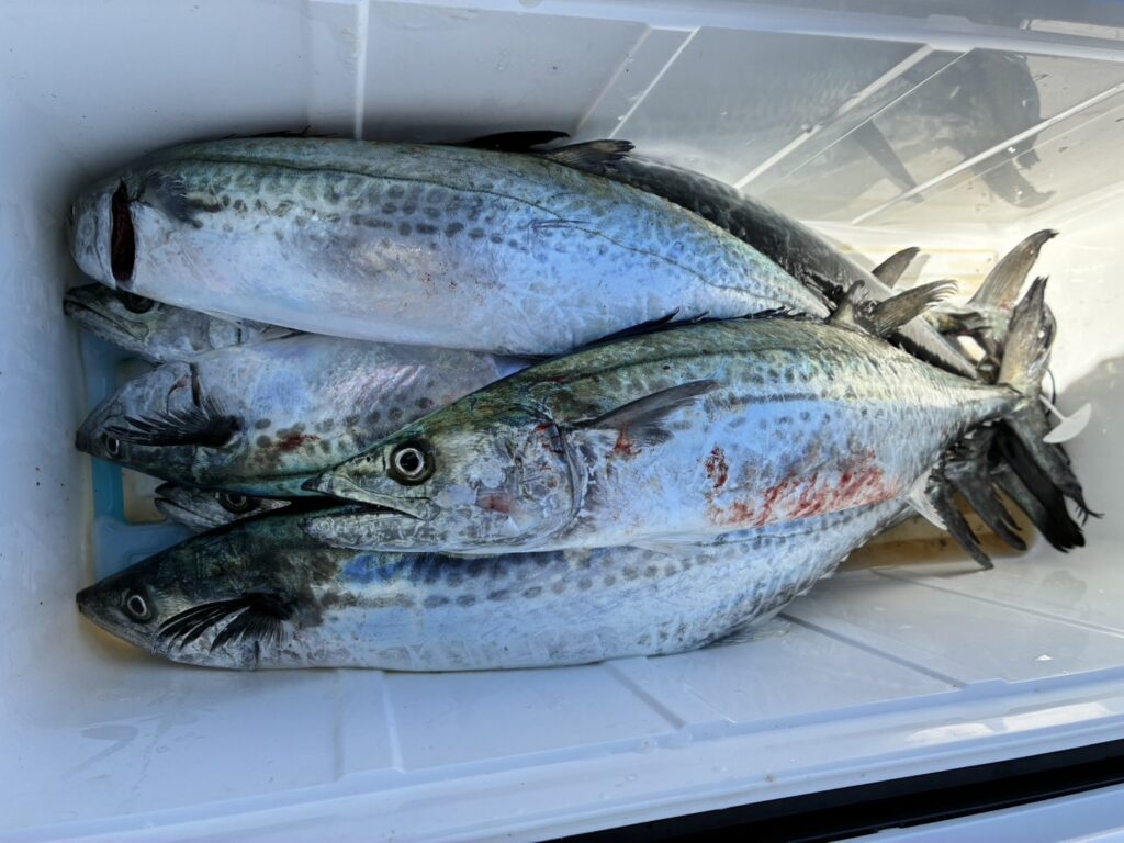 高松　サゴシ ボートキャスティング 2025年10月