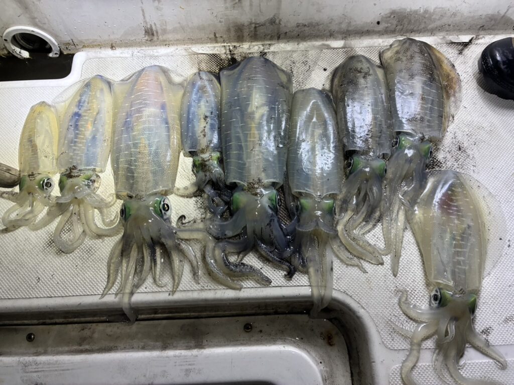 高松 ボートエギング　アオリイカ 11月