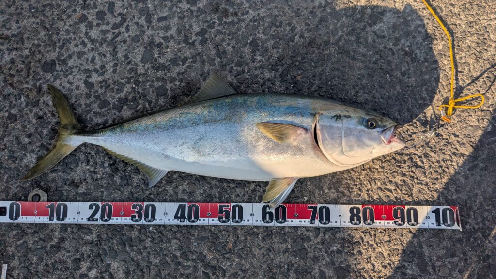 高松　ブリ　2025年12月 G地区　コノシロのませ釣り