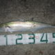 近所で釣れました　サゴシ